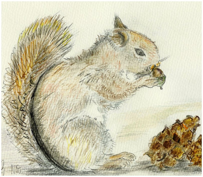 Gedicht eichhörnchen Freitagsfoto: Eichhörnchen