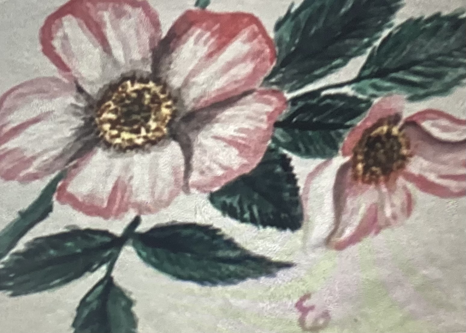 Eine letzte Rose