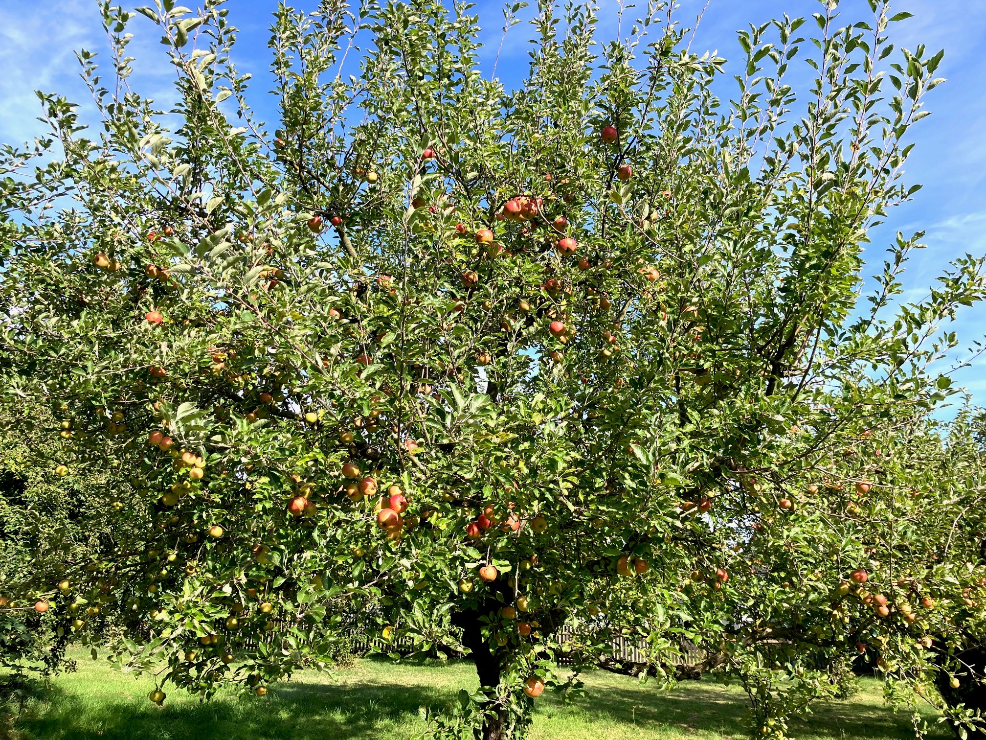 Auf der Streuobstwiese