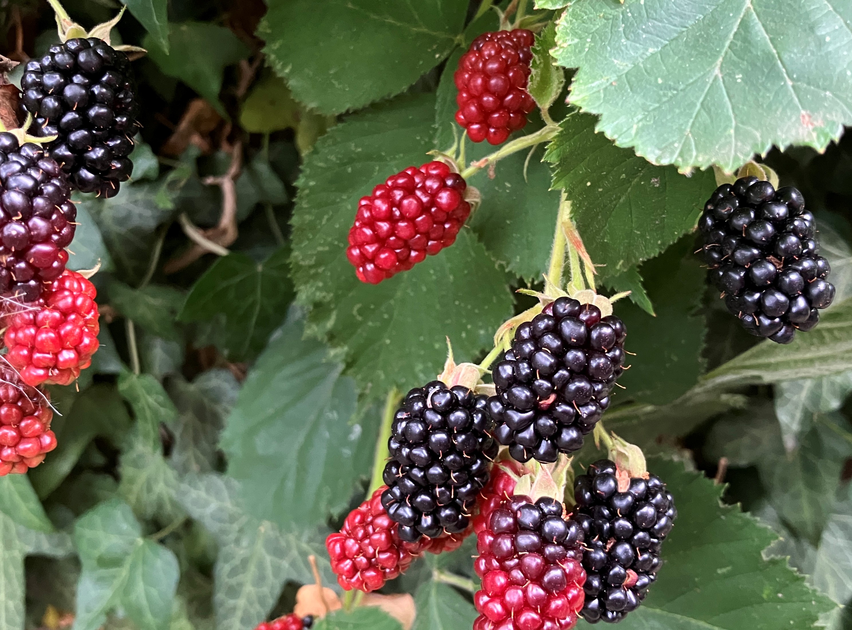 Brombeeren aus dem Garten