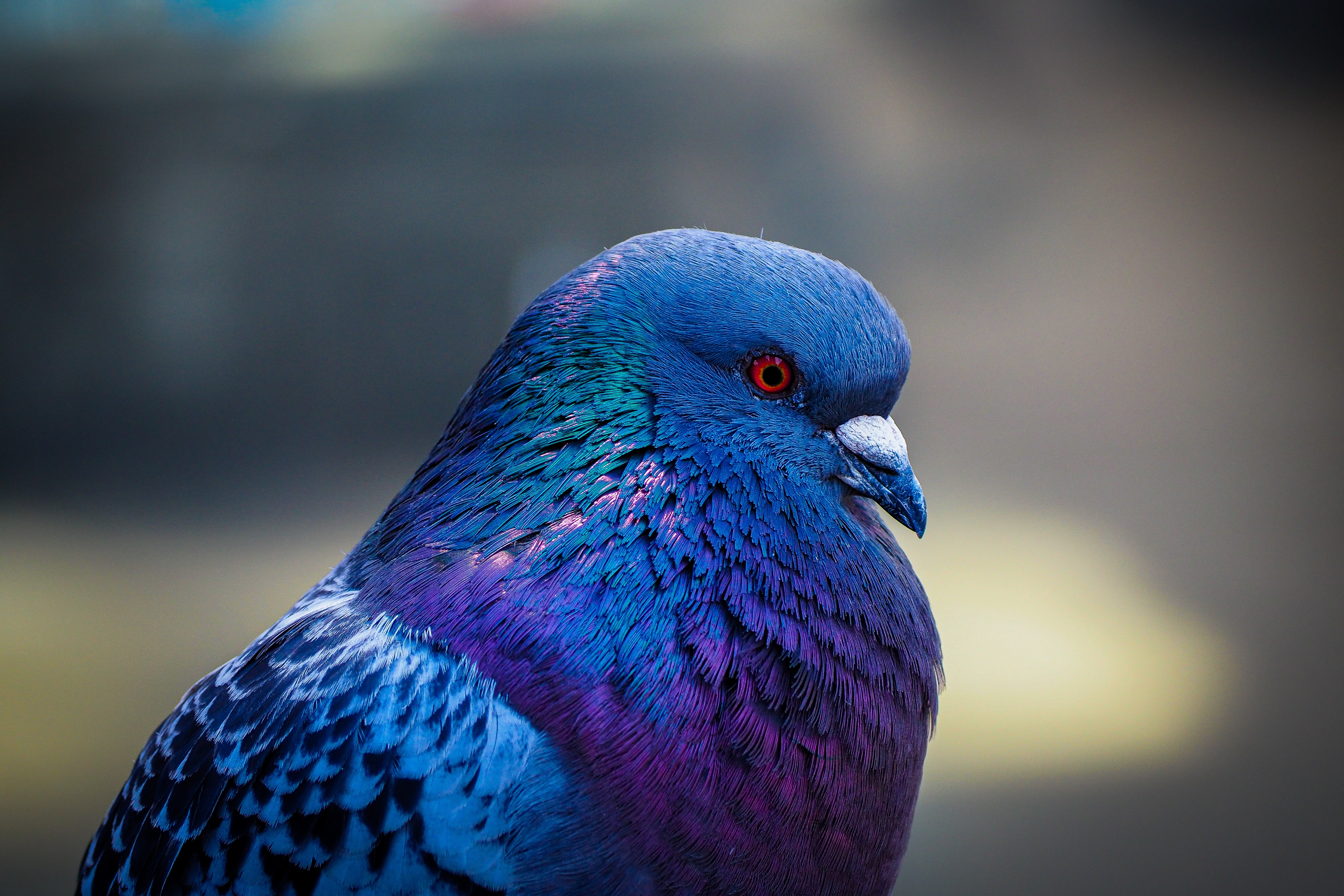 BLAUE VÖGEL
