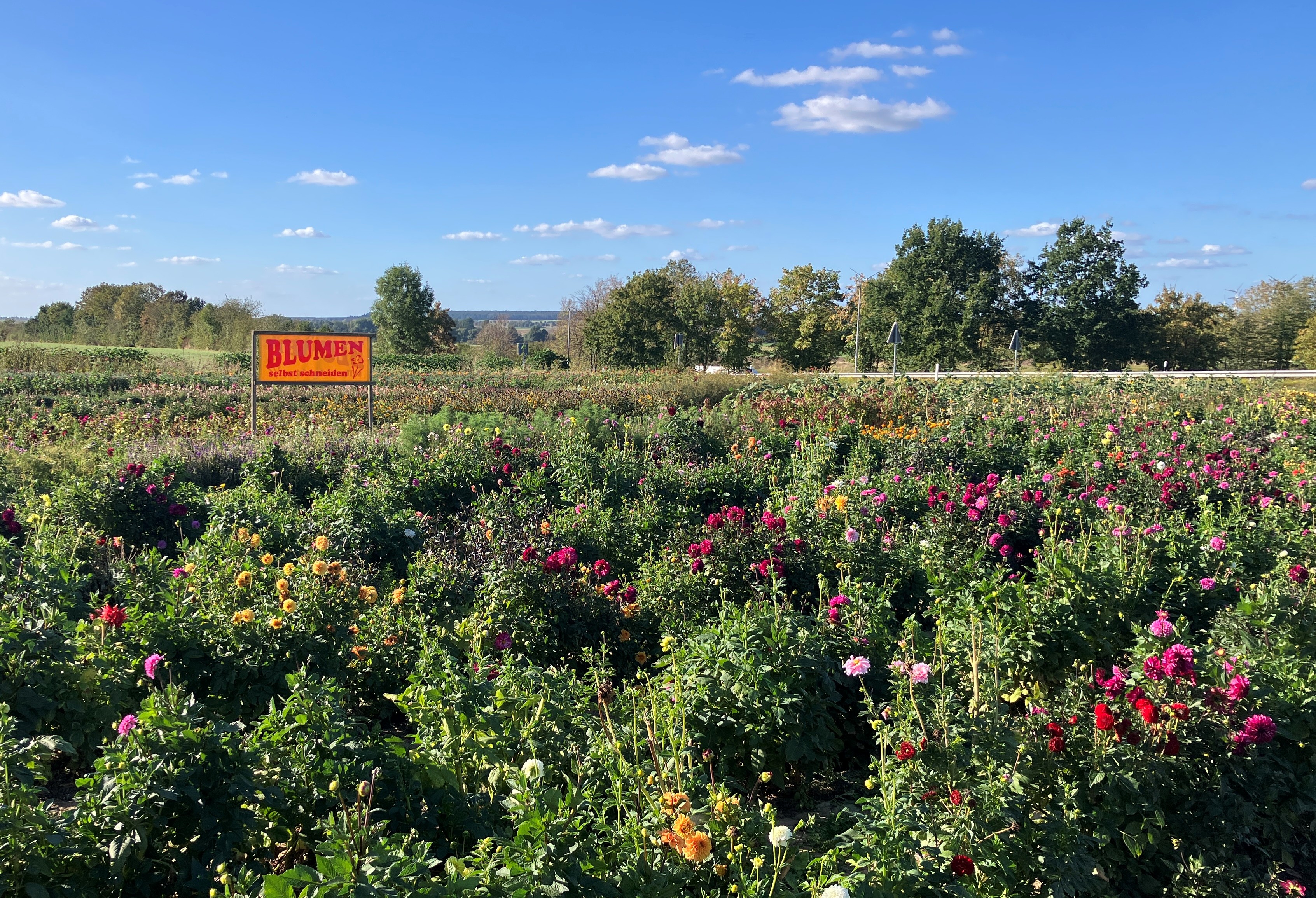 Herbstblumen