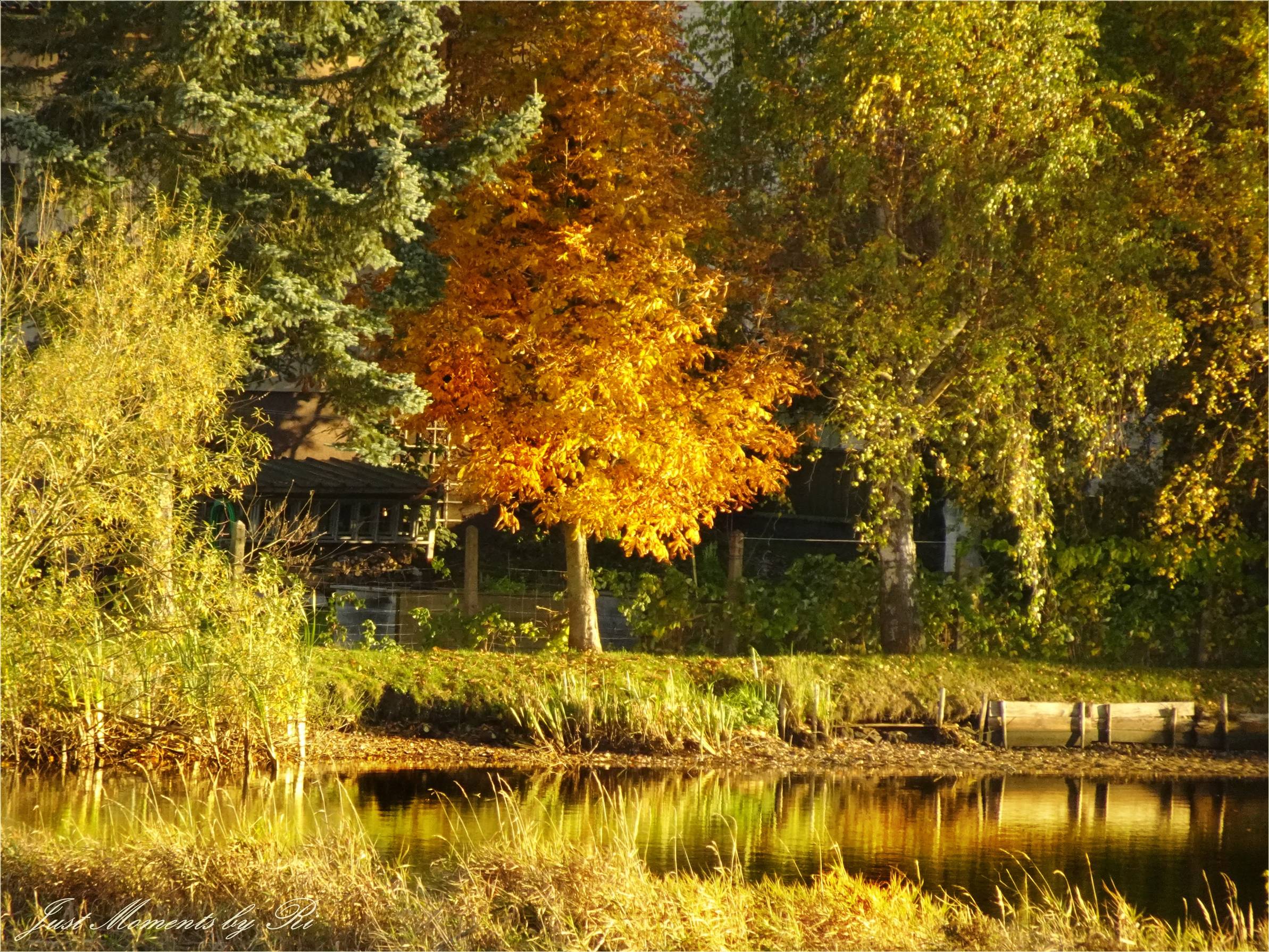 Herbstgold