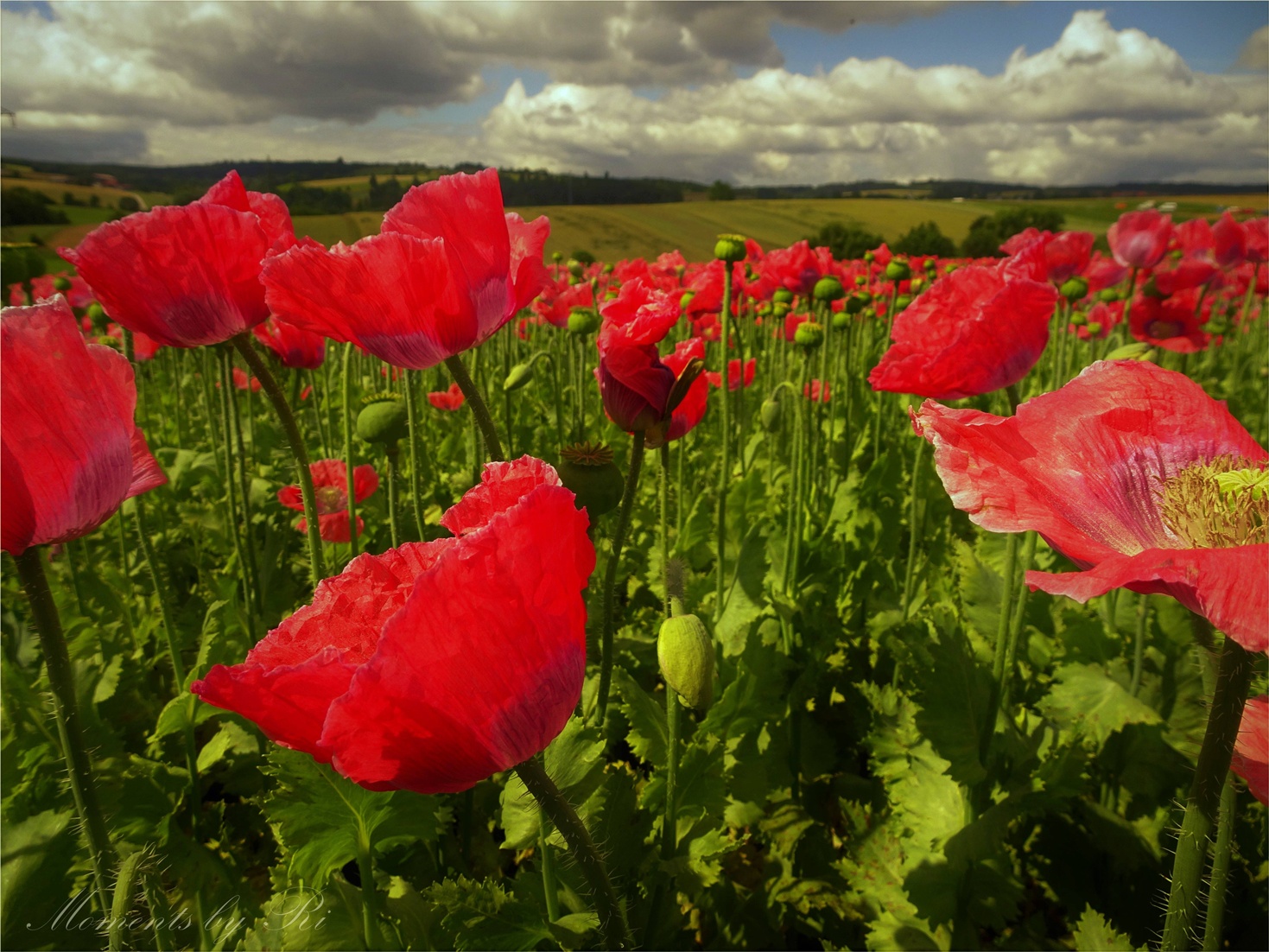 Der rote Mohn nun allerorts