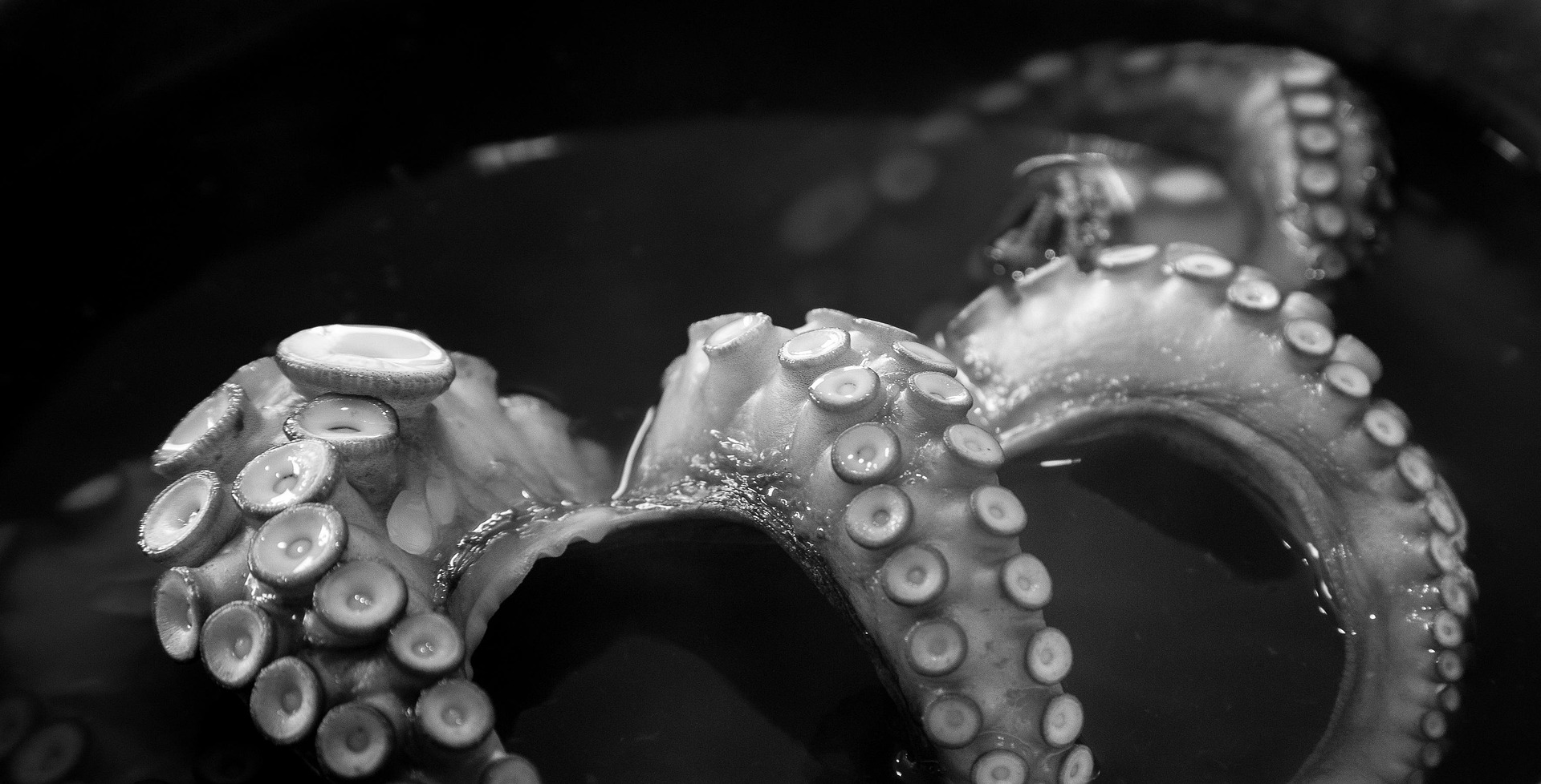 DER GETARNTE OKTOPUS