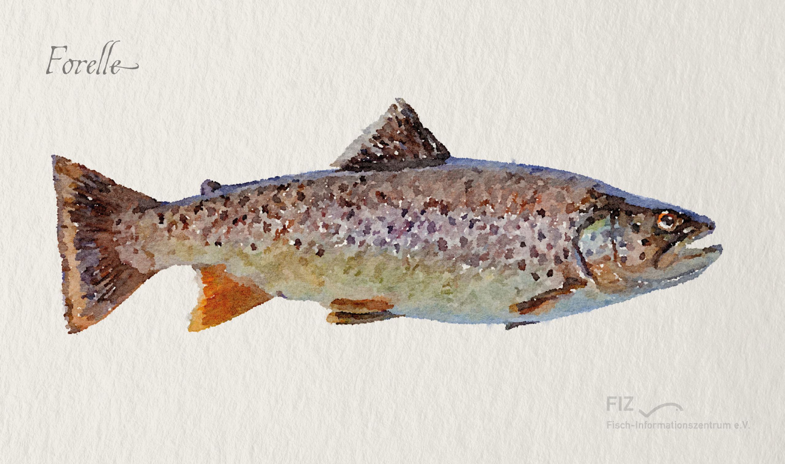 Frische Fische