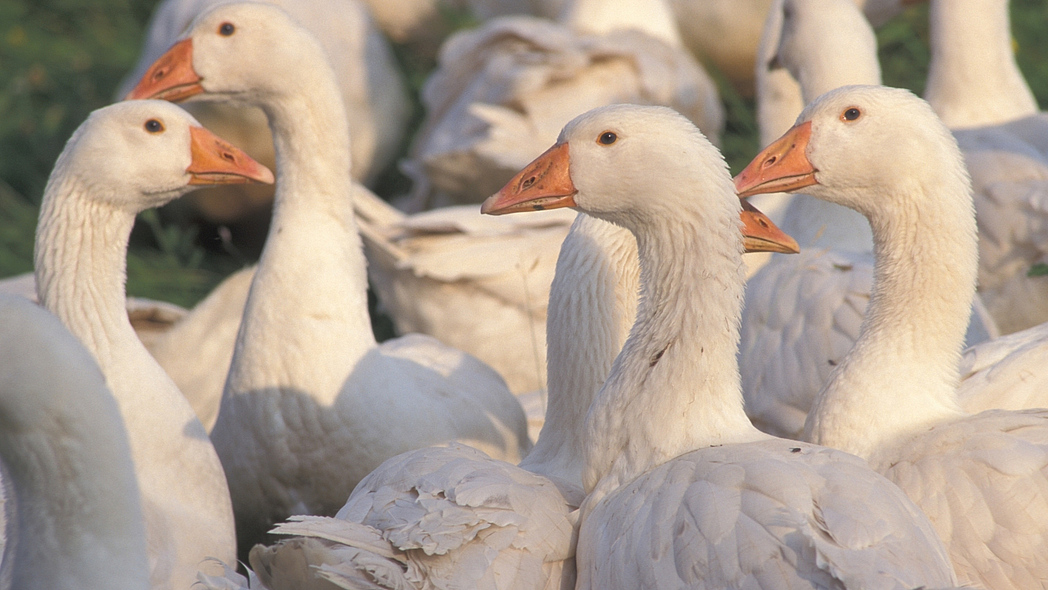 Aufregung im Gänsestall