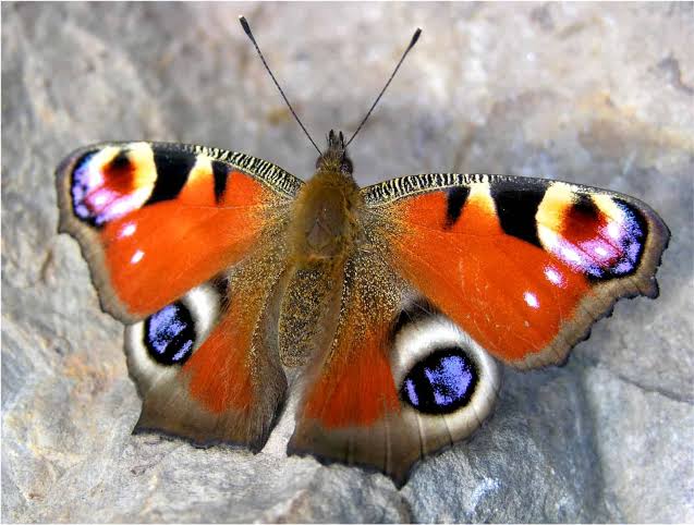 Der Schmetterling