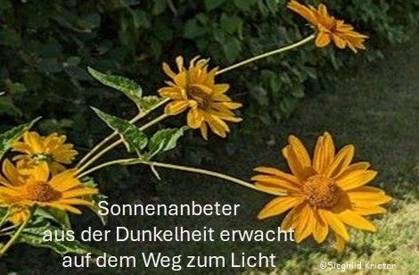 Haiku