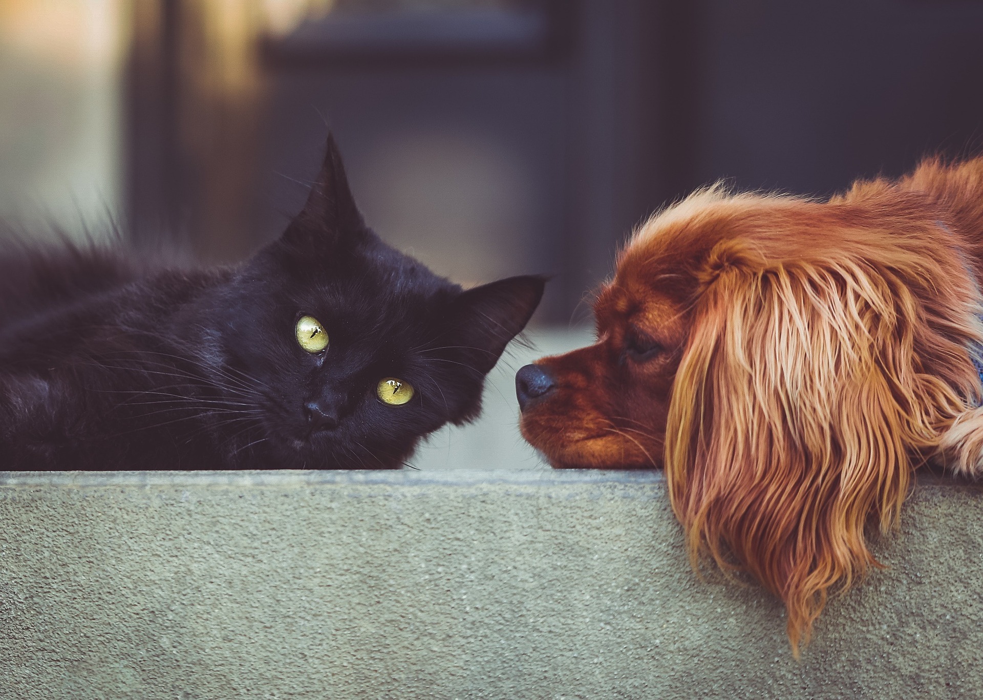 Gedichte über Tiere und Haustiere