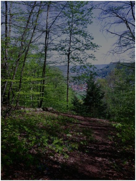 Waldeinsamkeit