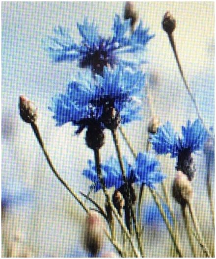Am Kornfeld blaue Blumen