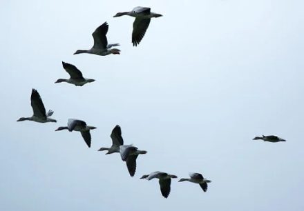 Zugvögel...