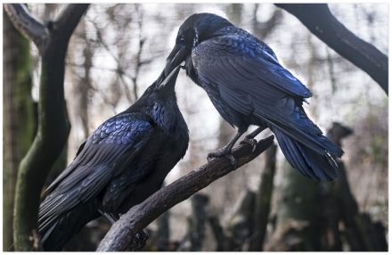 Schlaue Rabenvögel