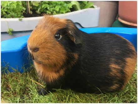 DAS MEERSCHWEINCHEN