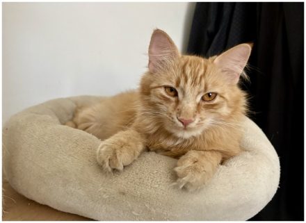 KATZEN