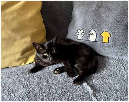 SCHWARZE KATZE