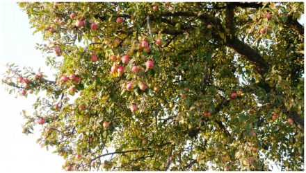 Sonniger Herbstmorgen