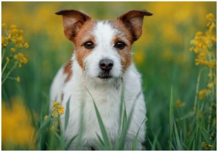 Aus der Sicht eines Hundes