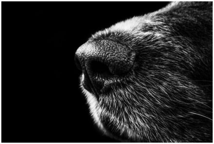 Ist sein Hund...