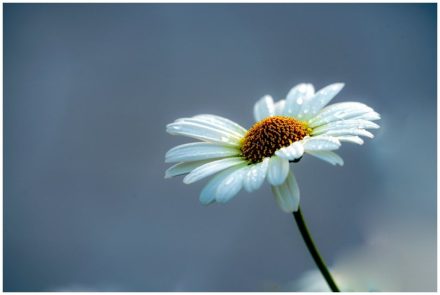 Ihre Sehnsucht...