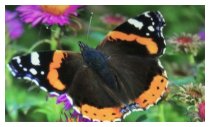 Insekten