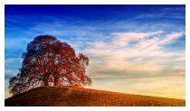 Der Baum