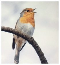 Unser Rotkehlchen