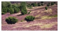 Die Heide steht in Blüte
