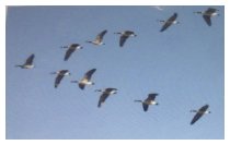 Ich schau den wilden Gänsen nach