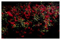 Rosen ohne Ende