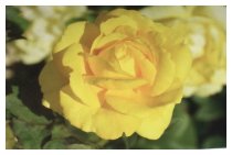 Die gelben Rosen blühen weiter