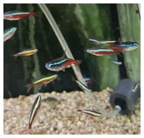 Am Aquarium