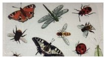 Insektensterben