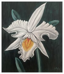 Die schönste Orchidee