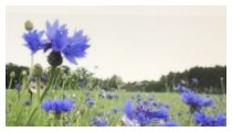 Wenn die blauen Blumen blühen
