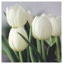 Magischer Frühlingsmorgen