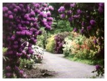 Rhododendronblüte