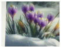 Der Winter hat Bankrott gemacht