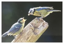 Junge Blaumeisen