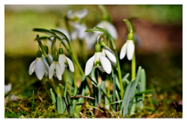 Frühling im Winter