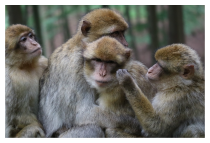 Affe und Mensch, eine Parabel