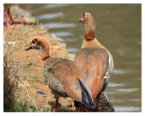 Eine friedliche Nilgänseschar