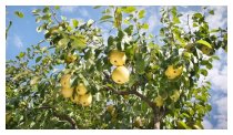Der Birnenbaum