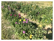 Herbstblumen