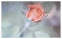 Novemberrosen