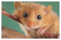 Eichhörnchen im Kleinformat