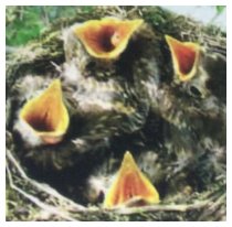 Die Vögel singen nicht