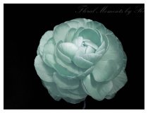 Du hattest mir niemals nur Rosen versprochen