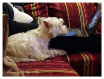 Mein kleiner Hund